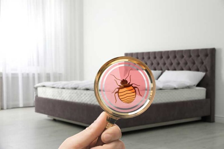 Bed Bug Exterminator in Philadelphia